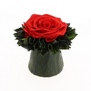 Spécial St Valentin Rose Rouge